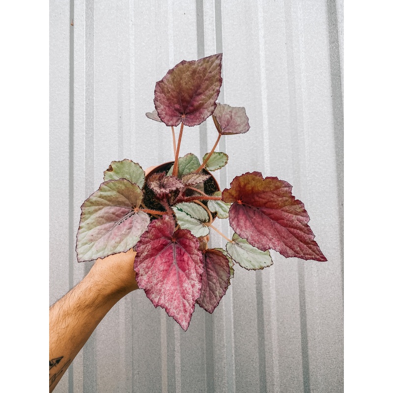 4 Begonia ‘Harmony’s Pink Satin’