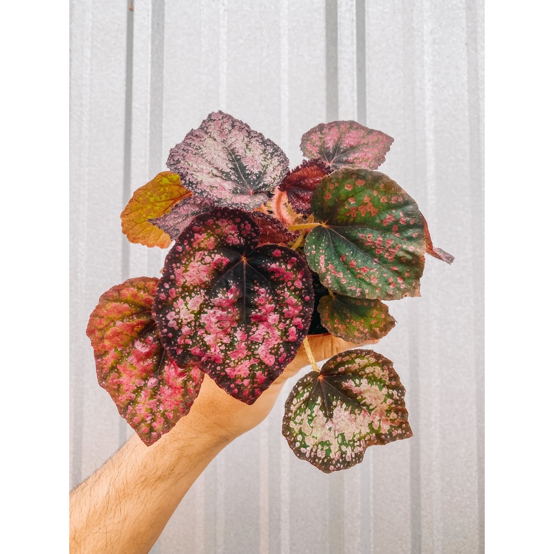 4 Begonia ‘Harmony’s Royal Majesty’