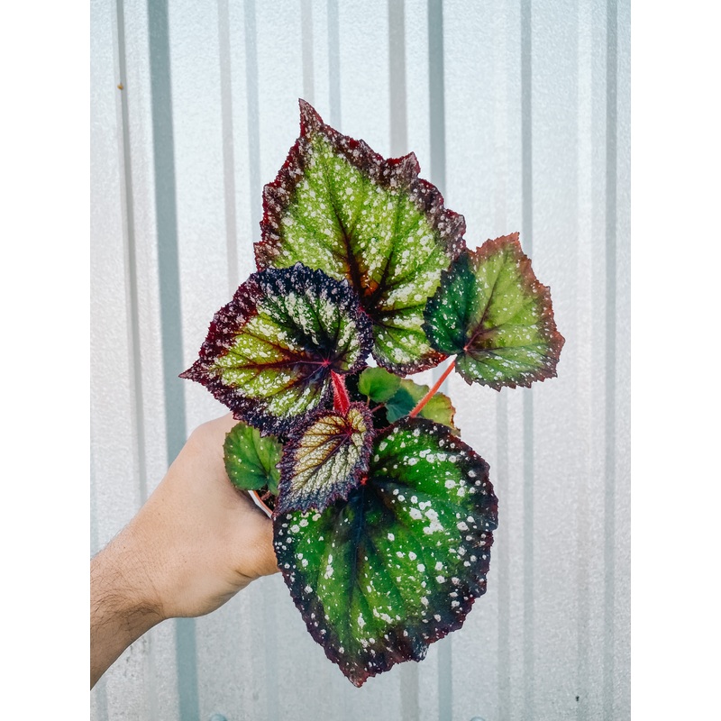 4 Begonia ‘Harmony’s Starry Night’
