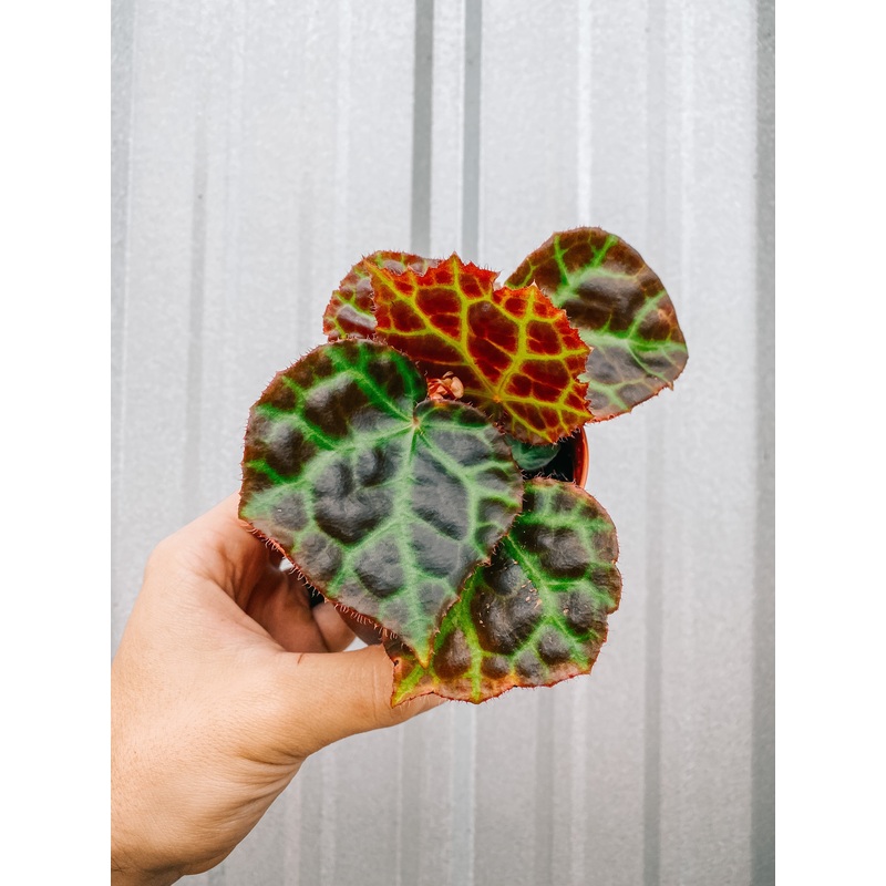 4 Begonia ‘Rajah’
