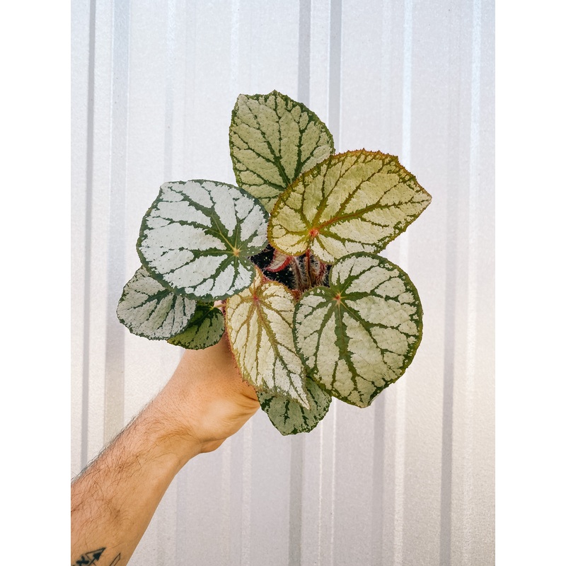 4 Begonia ‘U400’