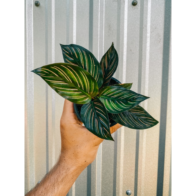 4 Calathea ‘Beauty Star’