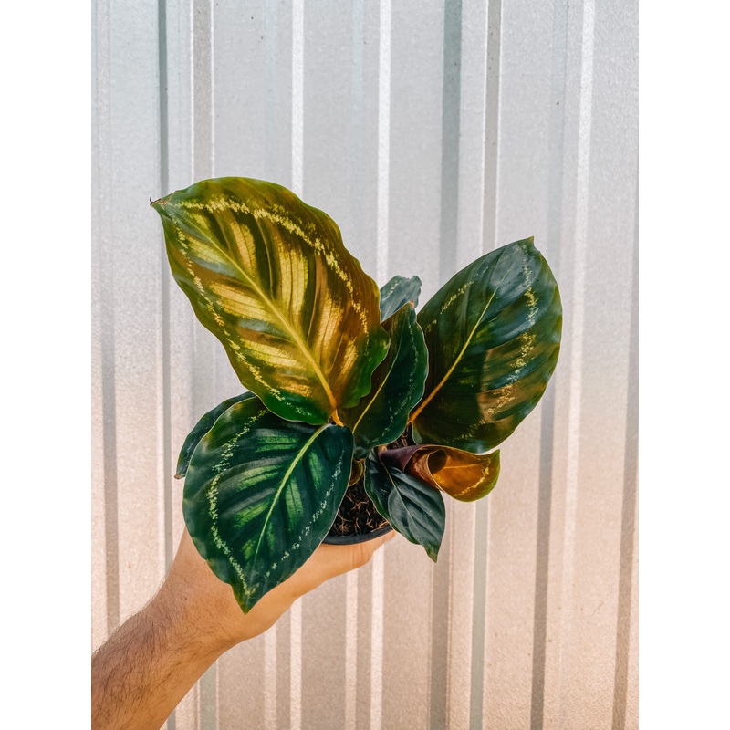 4 Calathea ‘Flame Star’