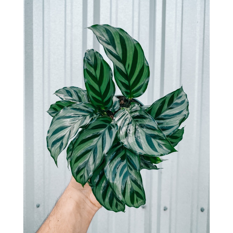 4 Calathea ‘Freddie’