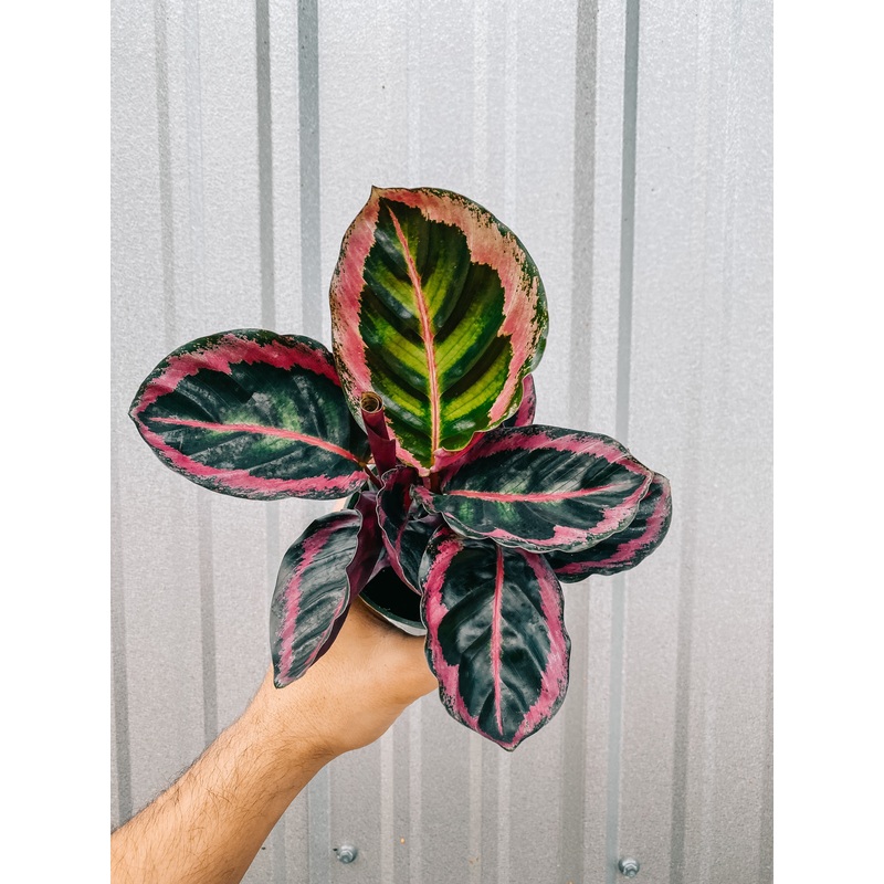 4 Calathea Roseopicta ‘Little Princess’