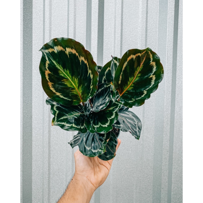 4 Calathea Roseopicta ‘Medallion’