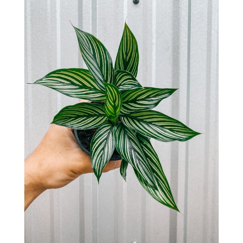 4 Calathea ‘Vitatta’