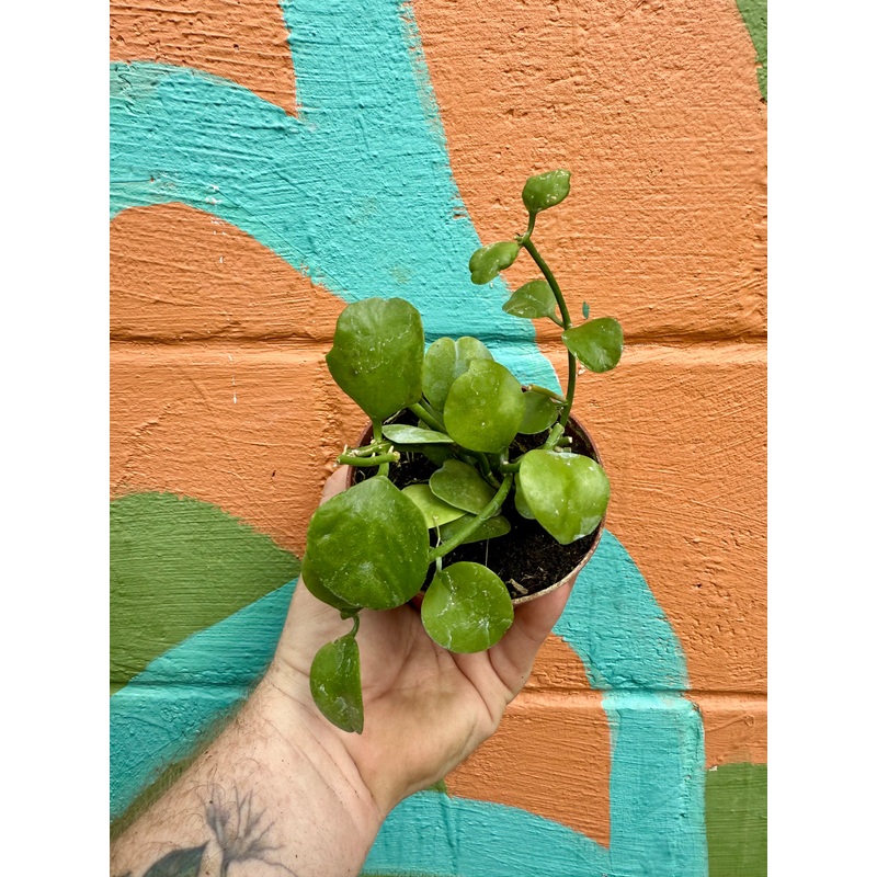 4 Dischidia imbricata