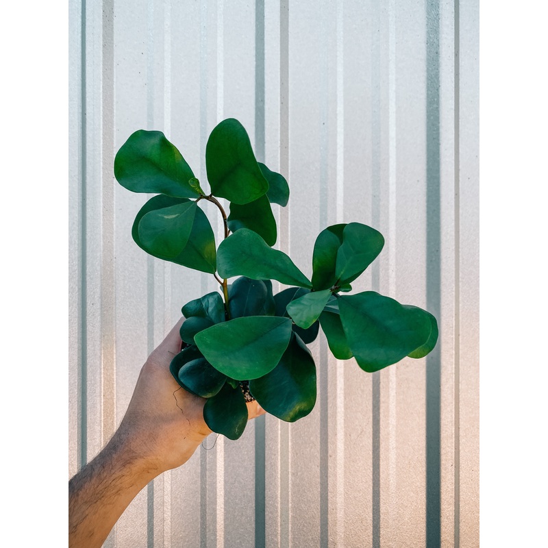 4 Ficus ‘Triangularis Green’