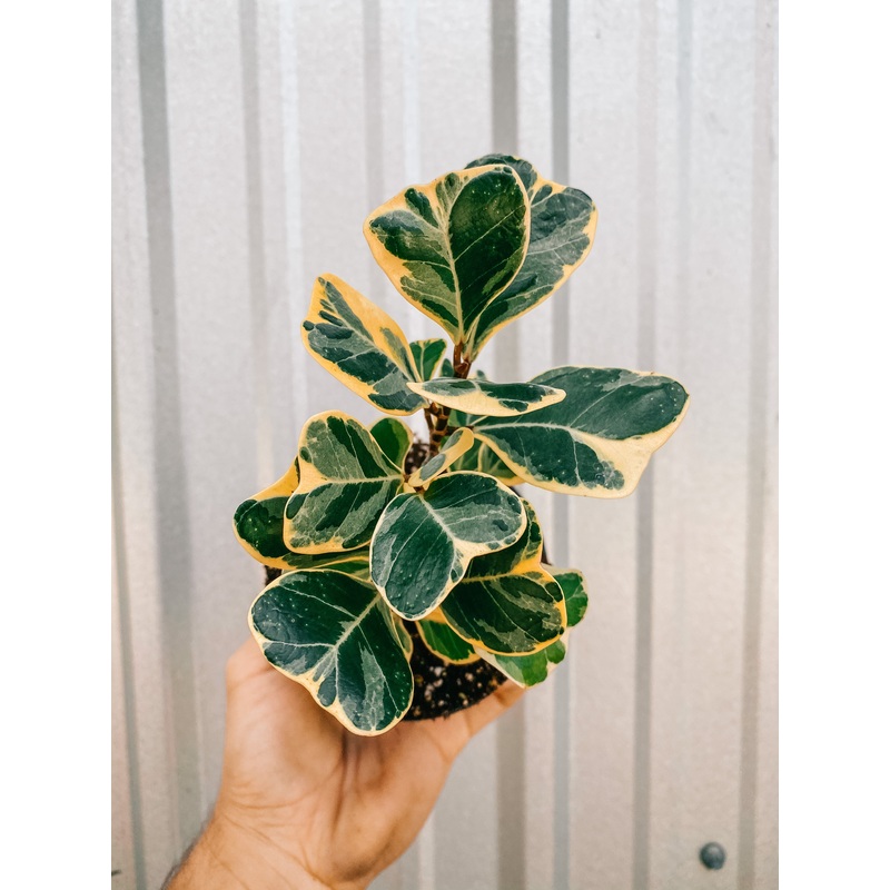 4 Ficus Triangularis Variegated