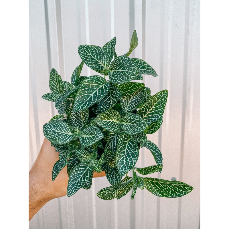 4 Fittonia ‘Nerve Plant’ (White)