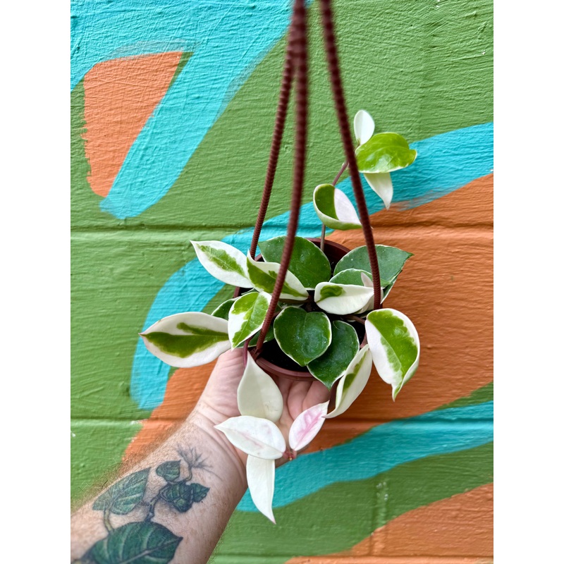 4 Hoya ‘Amore’ variegated hanging basket