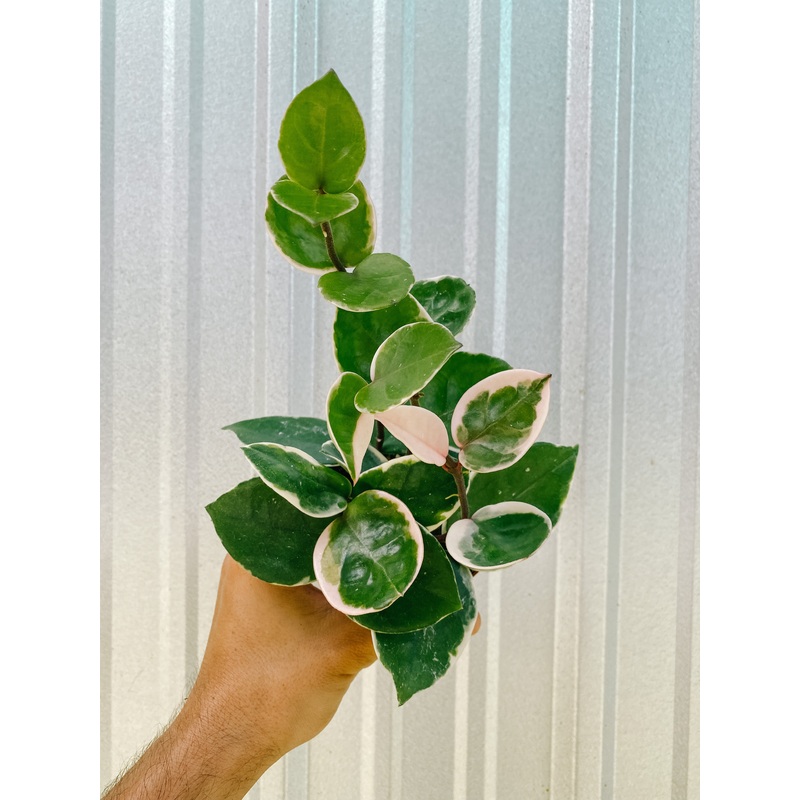 4 Hoya Carnosa cv. Snowball