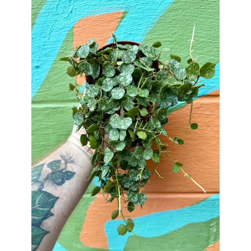 4 Hoya ‘Curtisii’