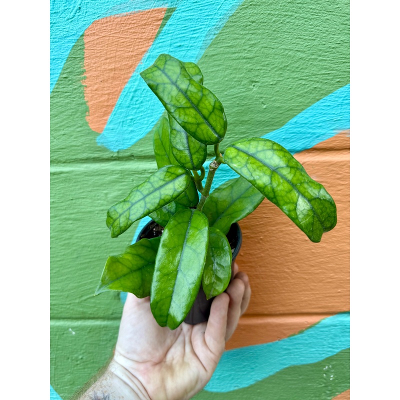 4 Hoya globulosa