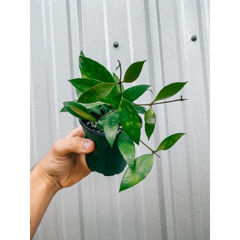 4 Hoya ‘Gracilis’