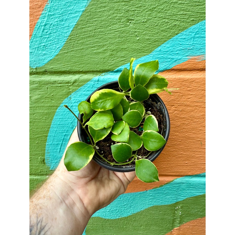 4 Hoya heuschkeliana variegated (outer)