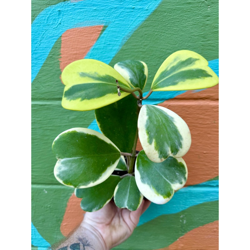 4 Hoya kerrii outer variegated