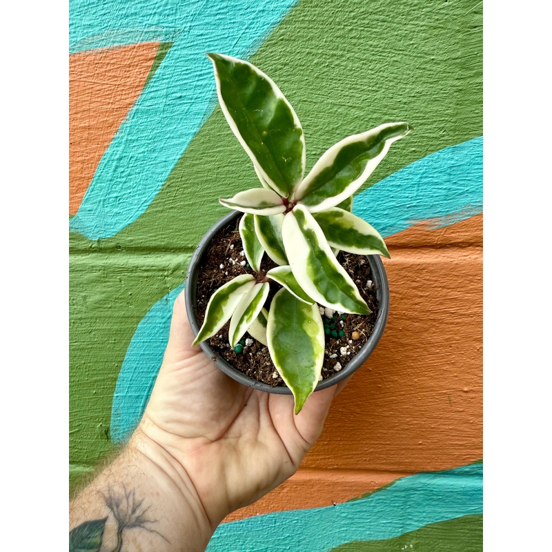 4 Hoya ‘Krinkle’ outer variegated