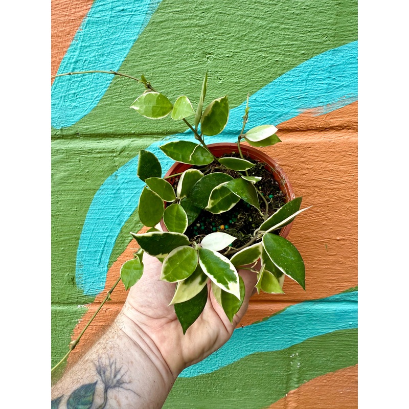 4 Hoya lacunosa ‘Asami’ outer variegated