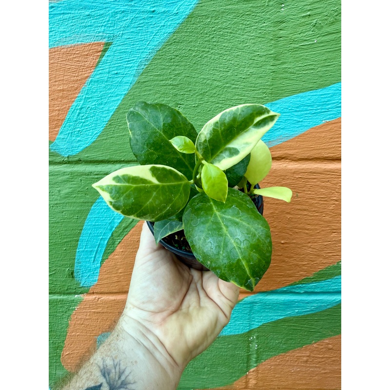 4 Hoya Obscura outer variegated