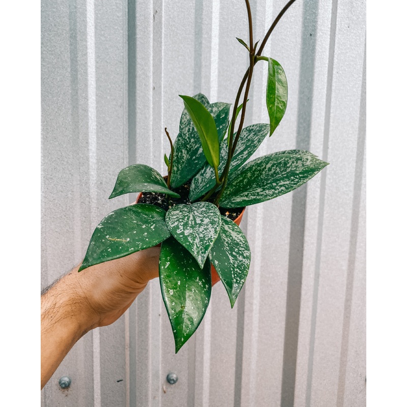 4 Hoya ‘Pubicalyx Splash’