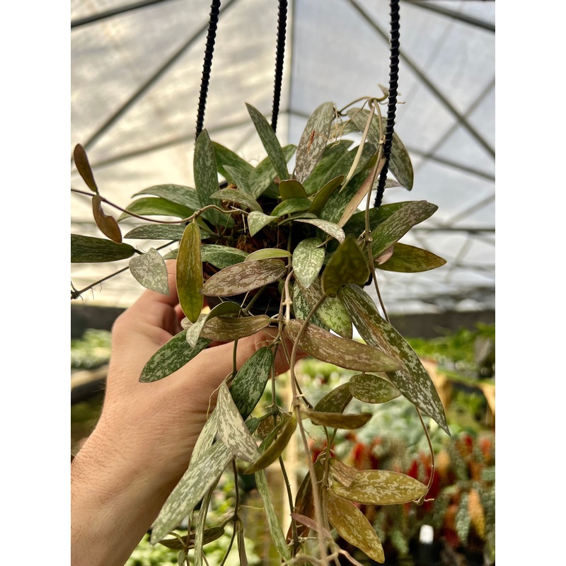 4 Hoya sigillatis hanging basket