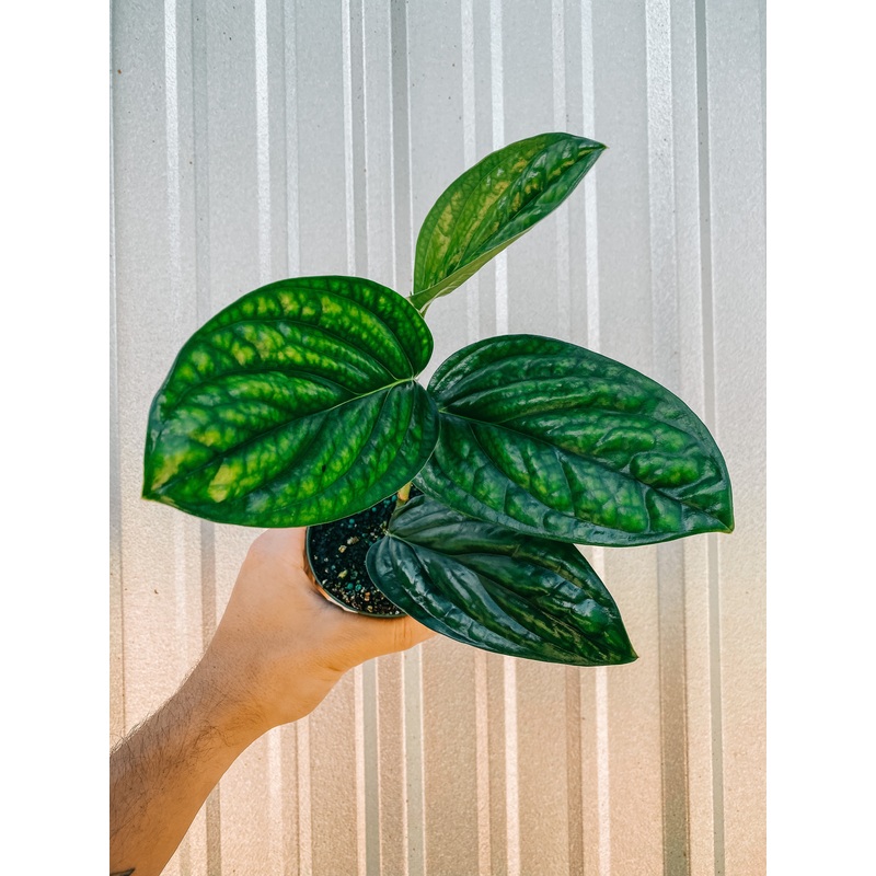 4 Monstera ‘Peru’