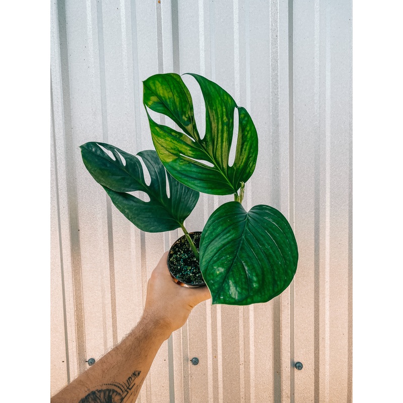 4 Monstera ‘Pinnatipartita’