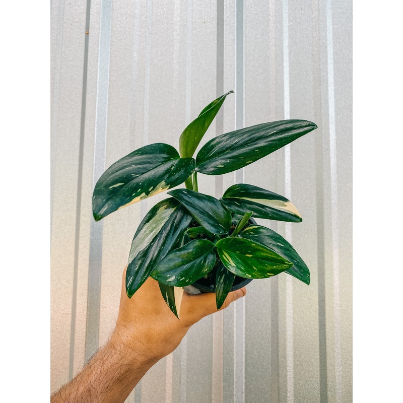 4 Monstera ‘Standleyana’ Variegated