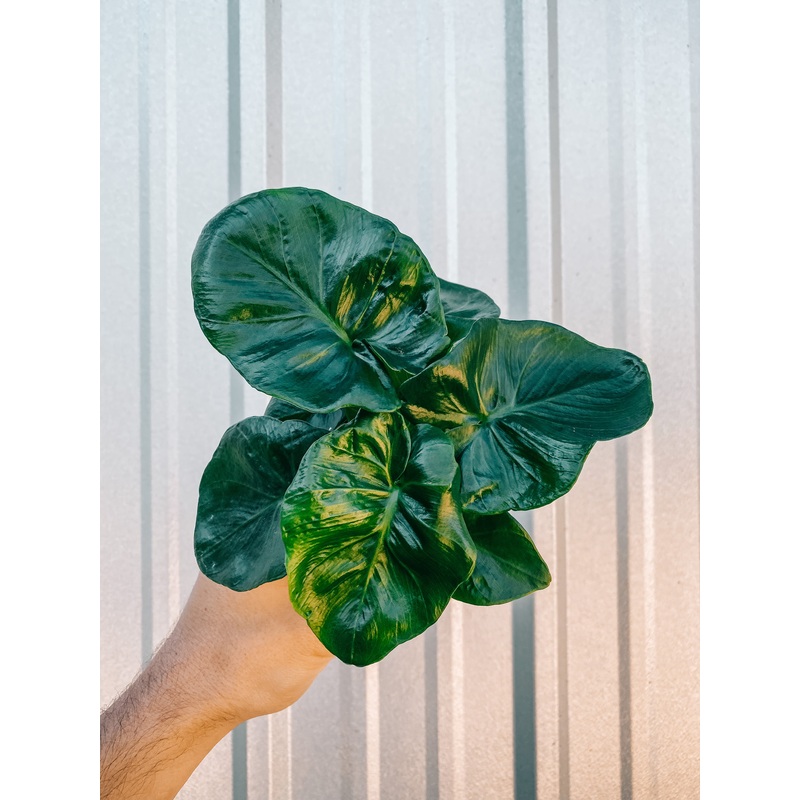4 Philodendron ‘Atom’