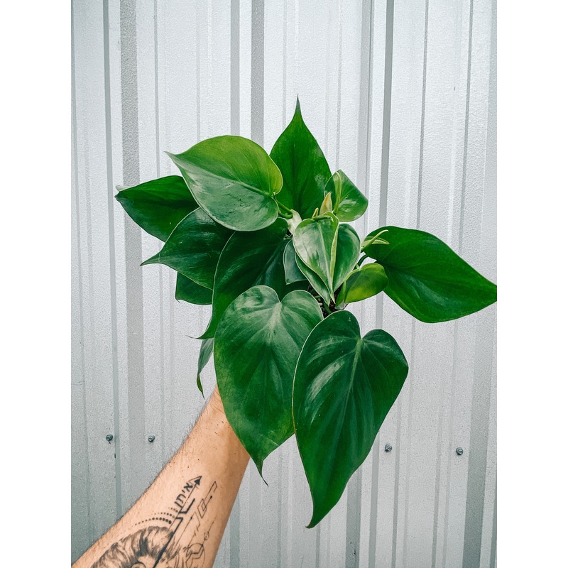 4 Philodendron ‘Cordatum’