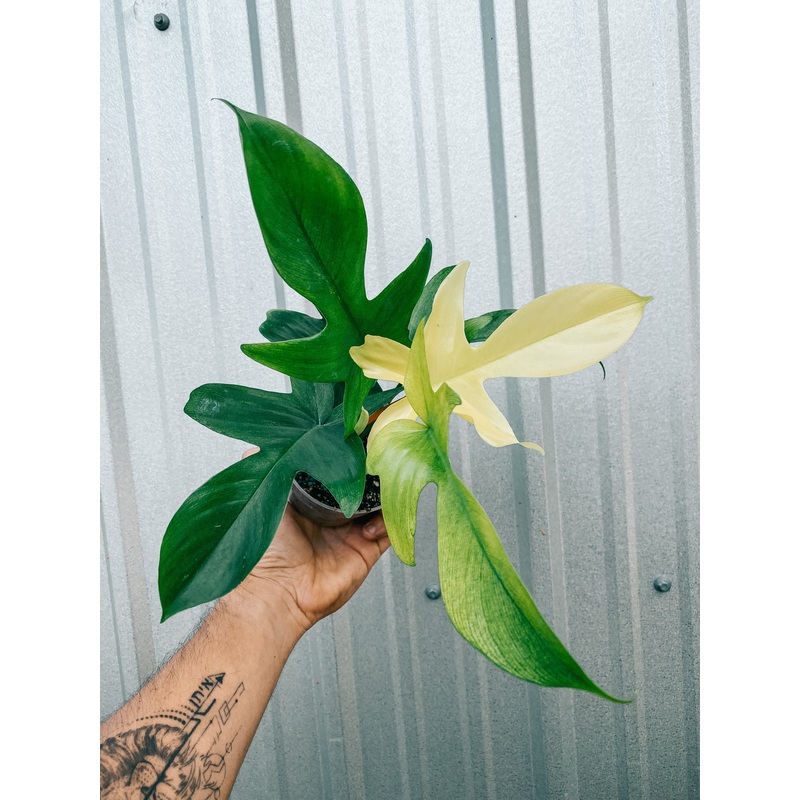 4 Philodendron ‘Florida Ghost’