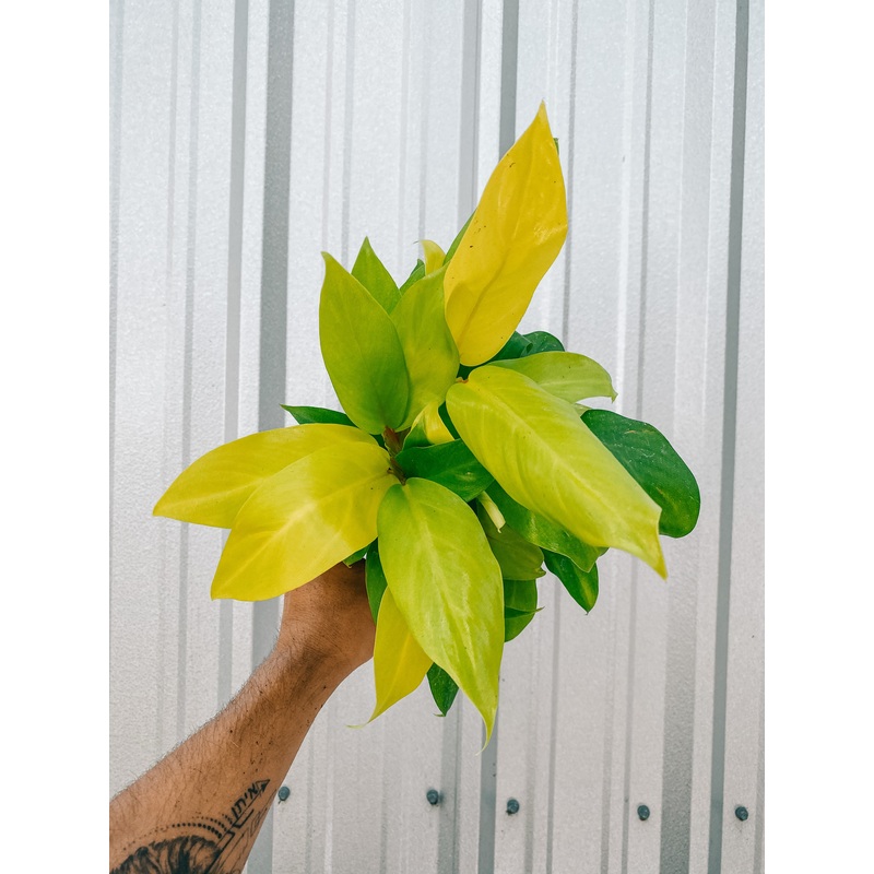 4 Philodendron ‘Lemon Lime’