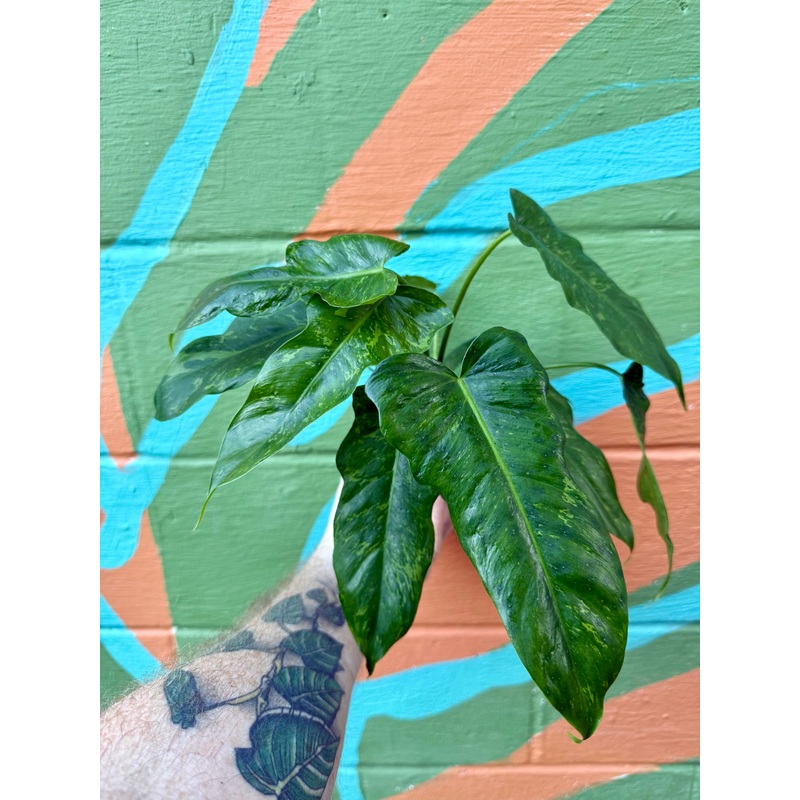 4 Philodendron Lime Fiddle
