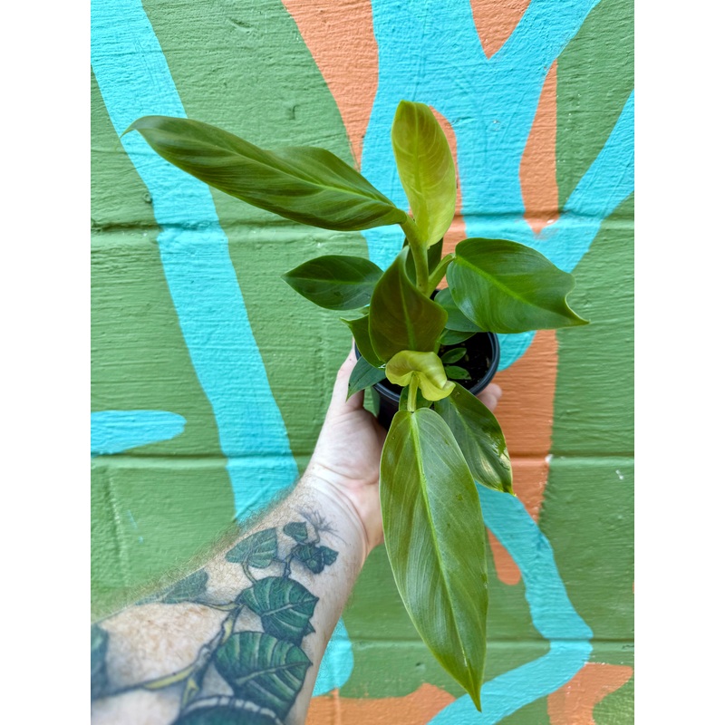 4 Philodendron subhastatum