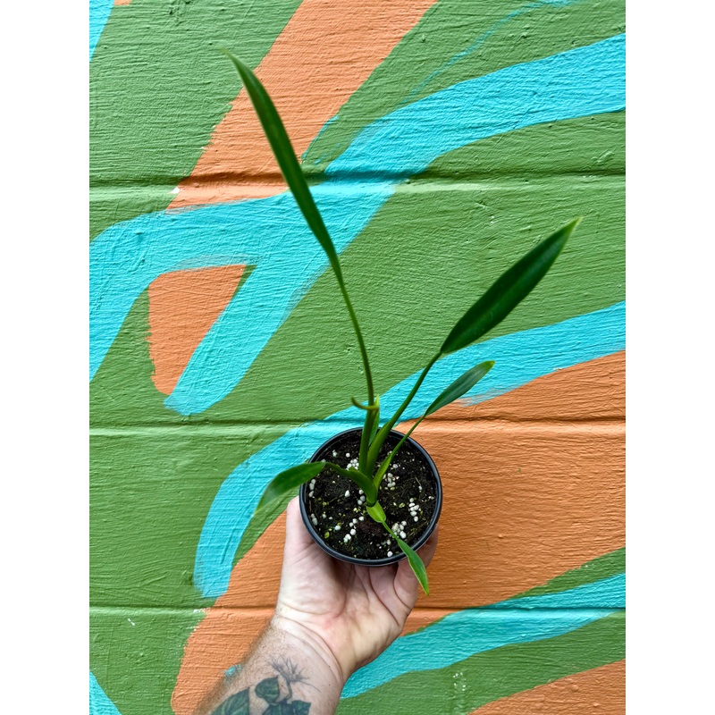 4 Philodendron ‘Sucre Slim’