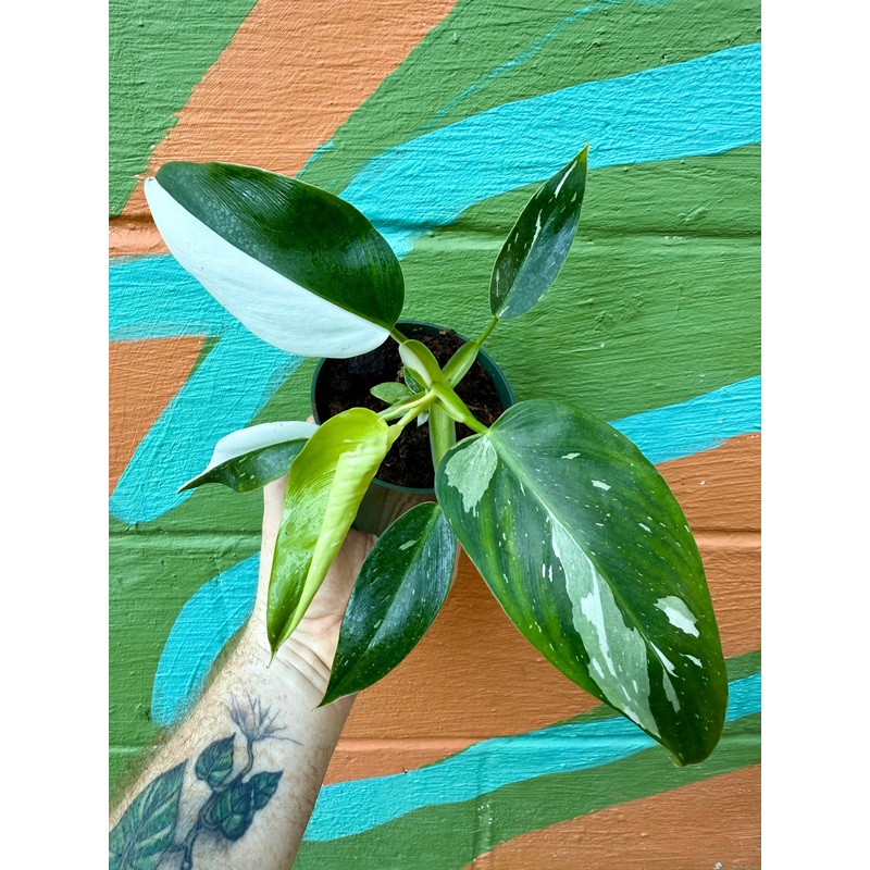 4 Philodendron ‘White Wizard’