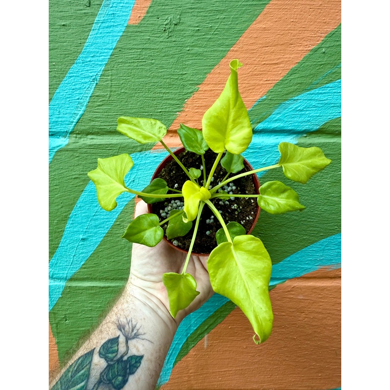 4 Philodendron ‘Xanadu’ (Golden)