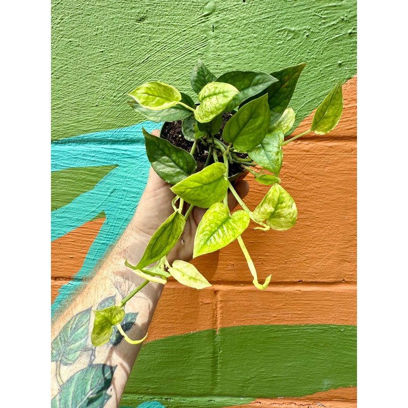 4 Pothos Cebu Blue Ghost (variegated)