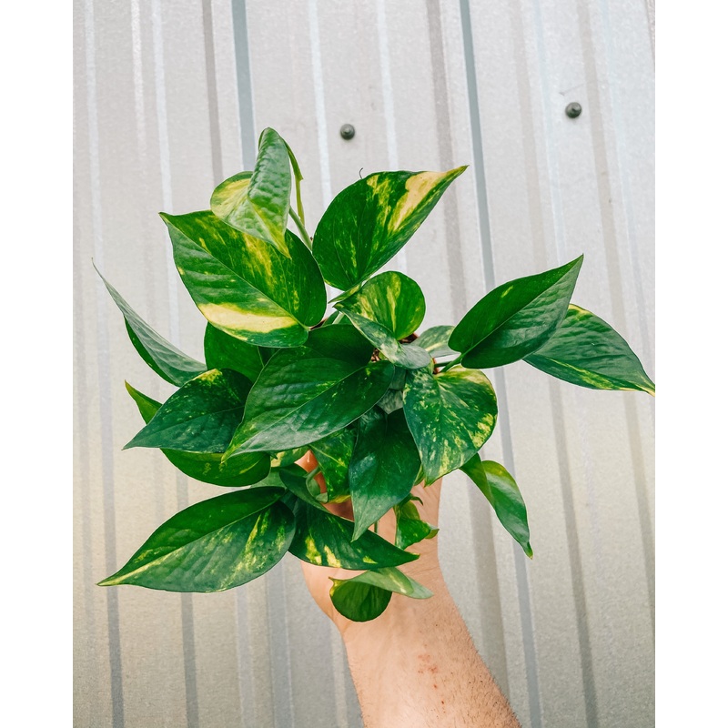 4 Pothos ‘Golden’