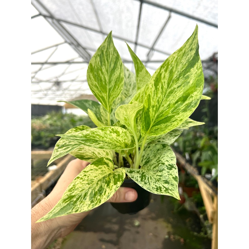 4 Pothos Snow Queen
