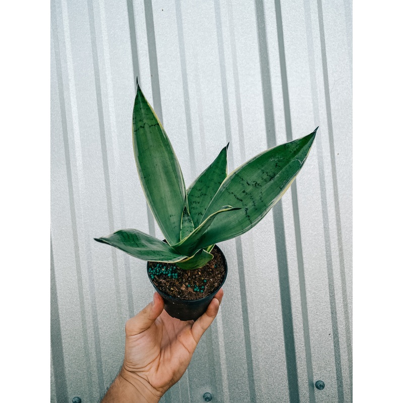 4 Sansevieria ‘Night Owl’