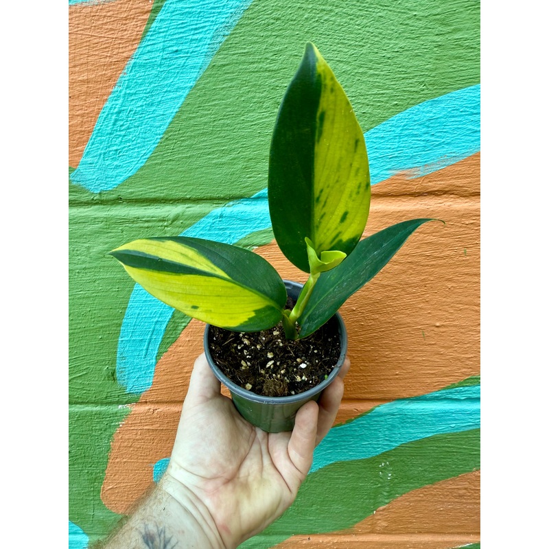 4 Scindapsus coriaceus variegated