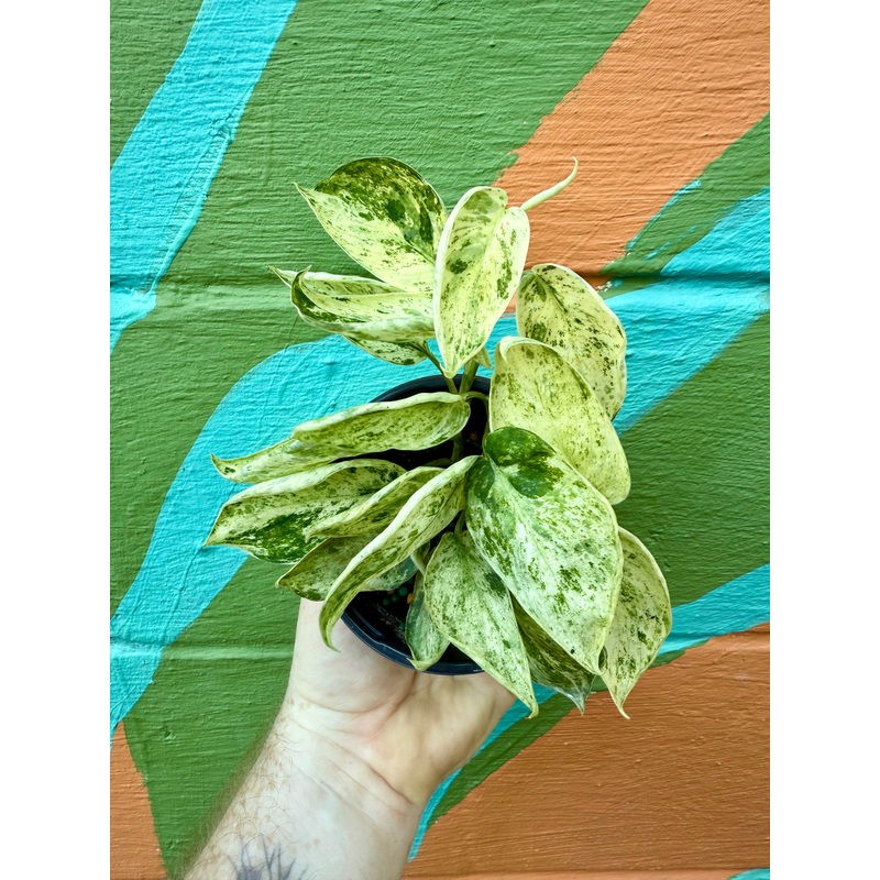 4 Scindapsus ‘Marble Queen’