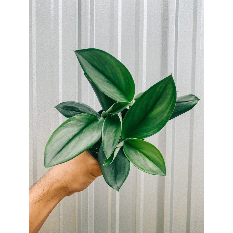 4 Scindapsus ‘Treubii Moonlight’