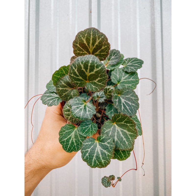 4 Strawberry Begonia