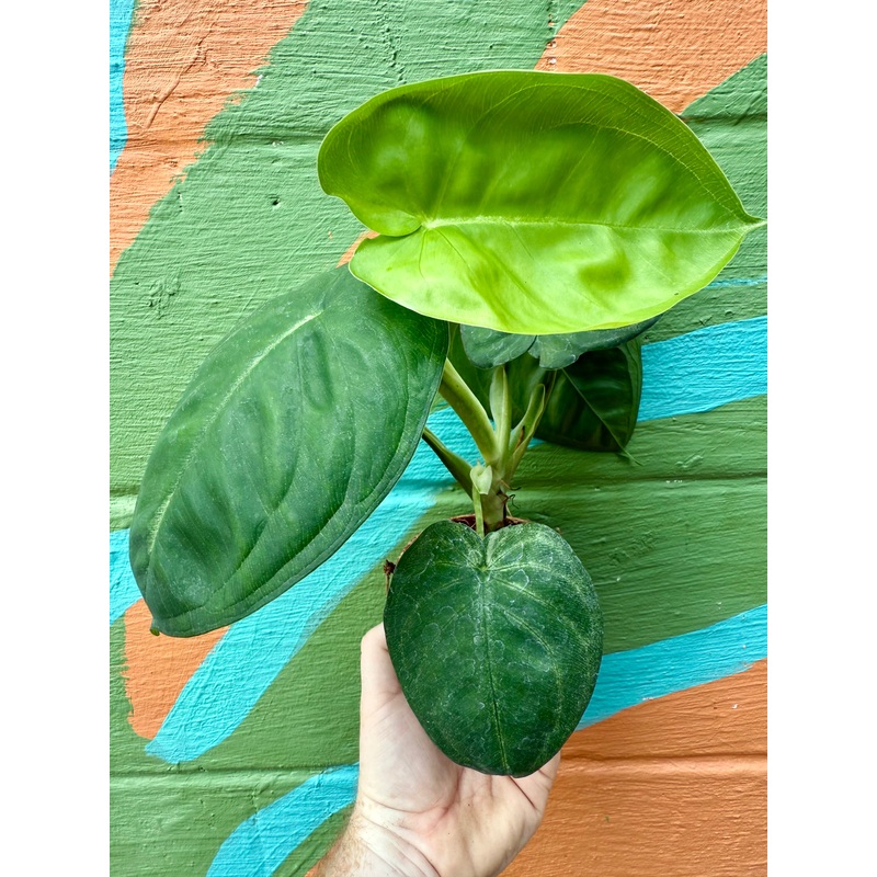 4 Syngonium chiapense ‘Ice Frost’