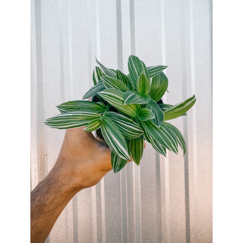 4 Tradescantia ‘Albaflora’
