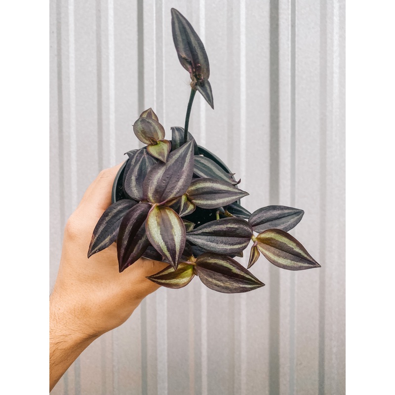 4 Tradescantia ‘Purple Spiderwort’